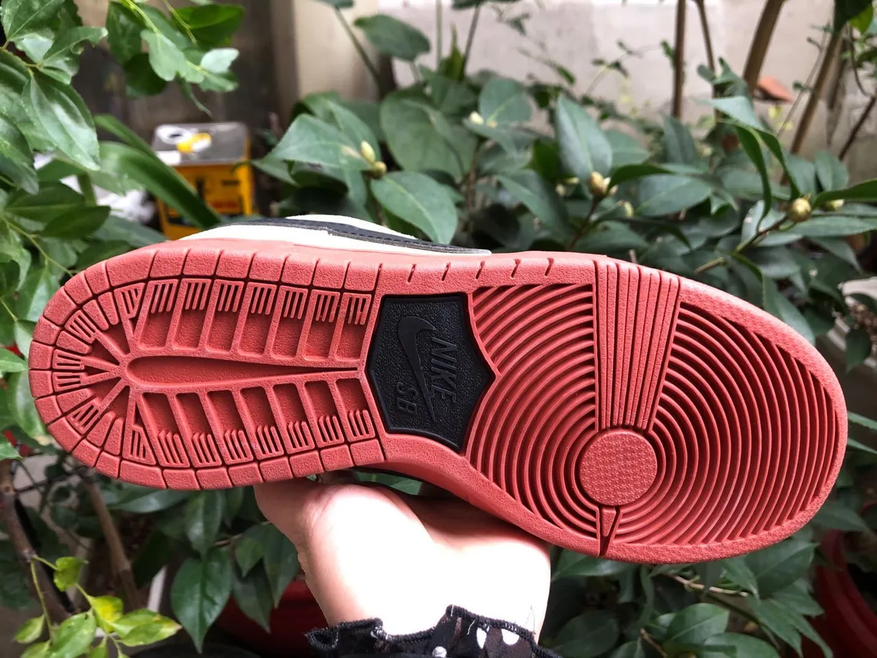 Nike SB Dunk Low Cream Black Coral 滑板鞋 5